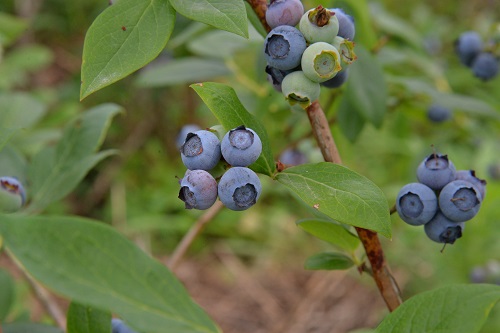 DSC_6009.JPG