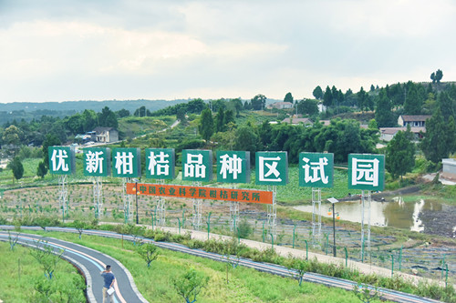 丰富多彩的柑橘科普园_副本.jpg