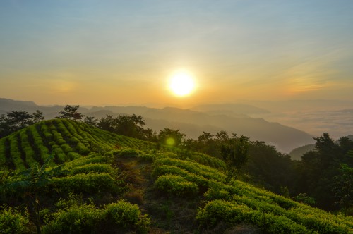 春风茶山日出-郑乐.jpg