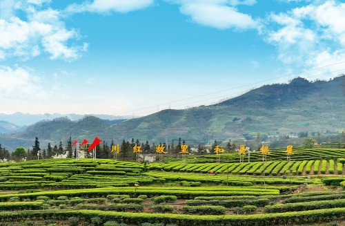 1621828098157704.jpg 筠连县巡司镇银星村茶园 筠连县委宣传部供图.jpg