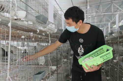 筠连县团林苗族乡新阳村新阳组新建鸽子养殖场的技术负责人在捡鸽蛋--中共筠连县委宣传部供图.JPG