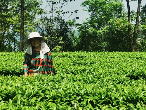 1648802179774045.jpg 采茶的幸福茶农.jpg