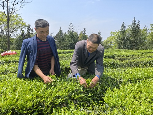 1648802182666127.jpg 樊忠财(左一)与茶农在茶园.jpg