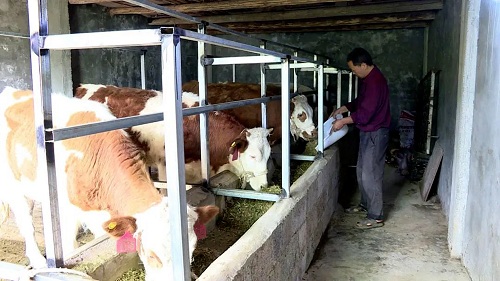 黄牛养殖.jpg